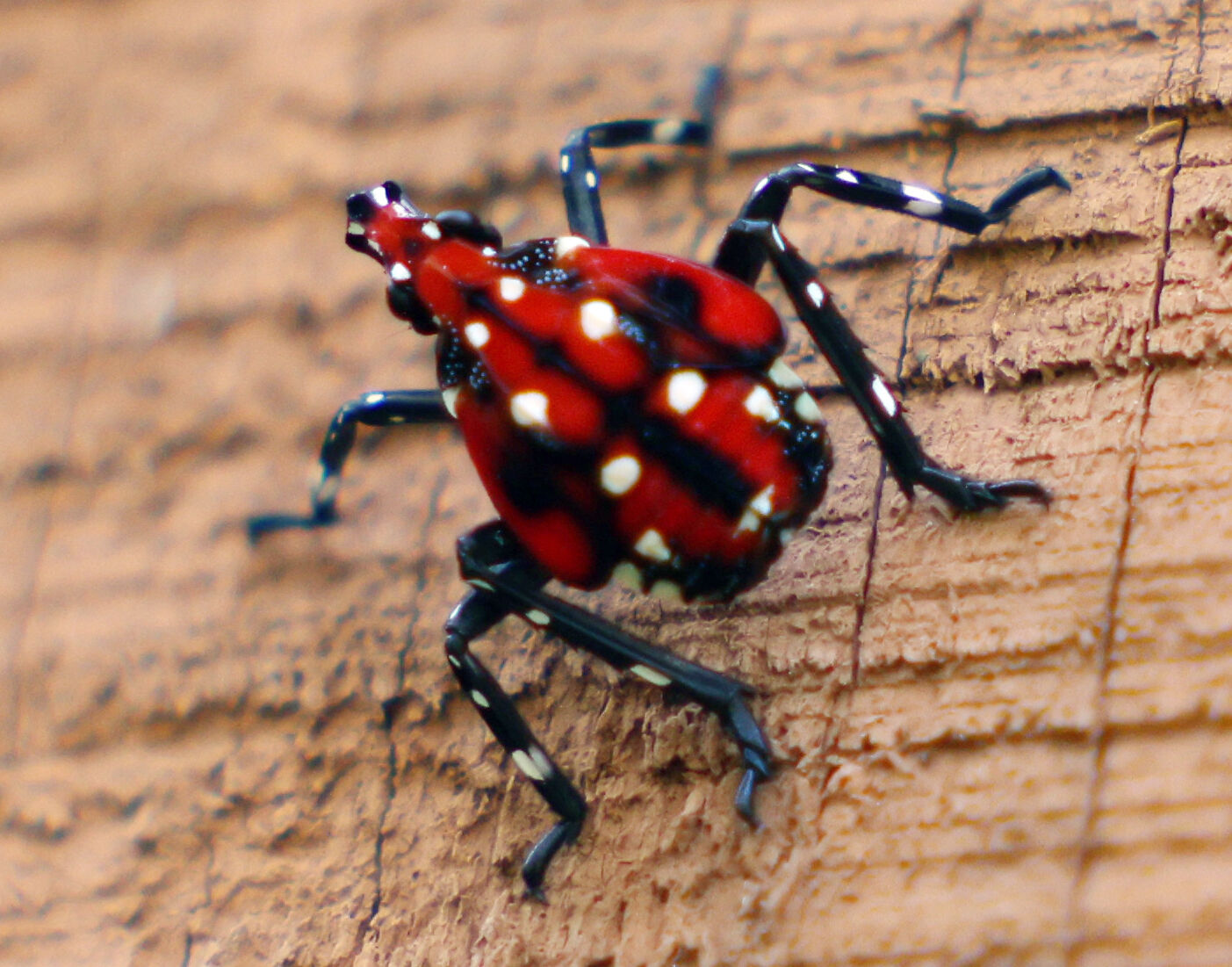 08xx25-roa-xx-lanternfly-02.JPG